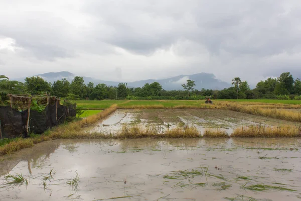 Pirinç Tarlasında Traktör Mekanizma Çiftçisi Pirinç Ekimi — Stok fotoğraf