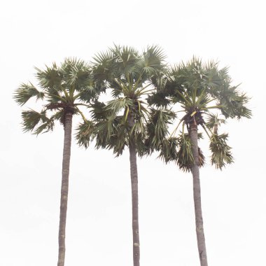 sugar palm tree izole