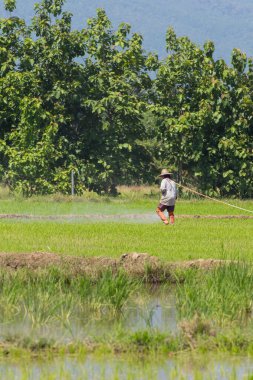 Taylandlı çiftçi pirinç tarlasında