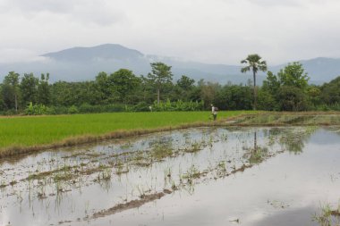Çiftçi pirinç tarlası işçisi çimen biçiyor
