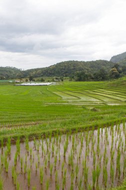 güzel yeşil pirinç terasları doi Inthanon, maeglangluang içinde 