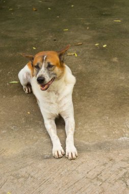 Old white Thai stray dog with