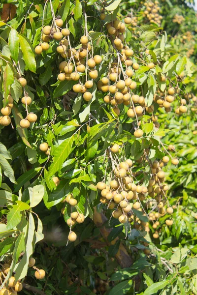 Frutas Frescas Longan Jardín —  Fotos de Stock