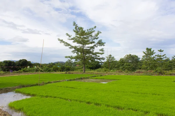 Zielone Pole Ryżowe Bombax Ceiba — Zdjęcie stockowe