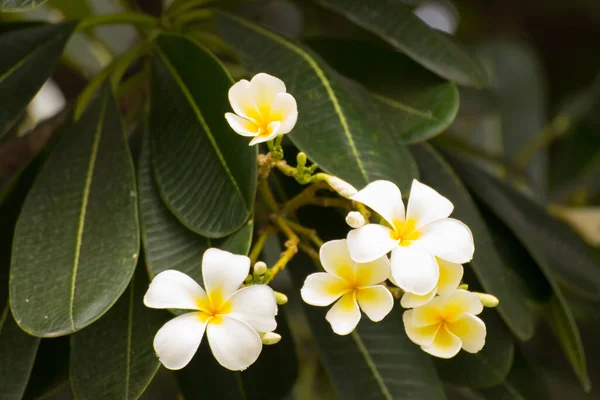 Живці Квітів Біла Квітка Природи — стокове фото