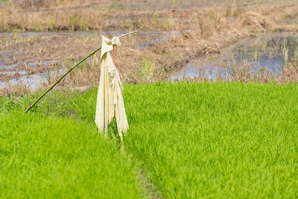Пугало Зеленом Рисовом Поле — стоковое фото