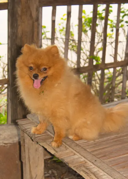 Cute Pomeranian Animal Pet — Stock fotografie