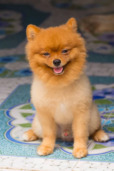 Pomeranian Bonito Cão Sorriso — Fotografia de Stock