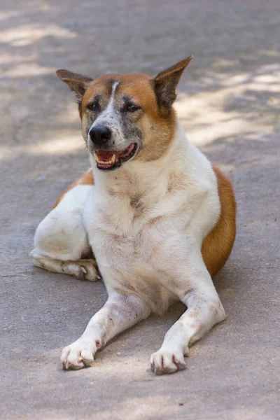Tailandês Cão Vadio Pet — Fotografia de Stock