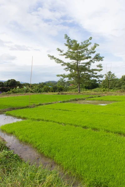 带有Bombax Ceiba的绿色稻田 — 图库照片
