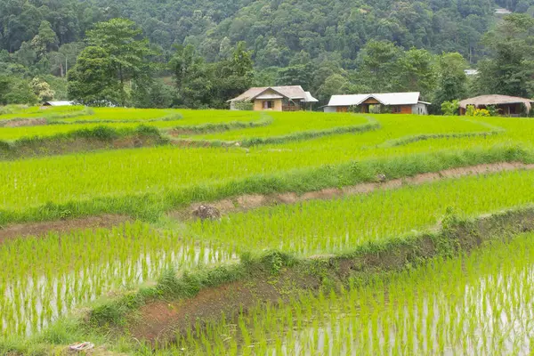 Hermosas Terrazas Arroz Verde Doi Inthanon Maeglangluang — Foto de Stock