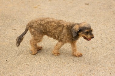 Sokak köpeği hayvan ve evcil hayvan