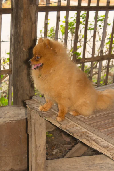 Cute Pomeranian Animal Pet — Foto de Stock