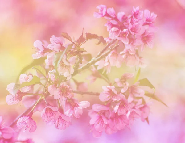 Wild Himalayan Cherry Flower Thai Sakura Blossom — Stock Photo, Image