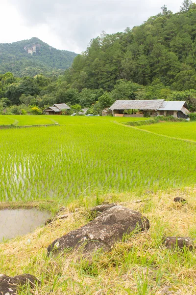 Hermosas Terrazas Arroz Verde Doi Inthanon Maeglangluang —  Fotos de Stock