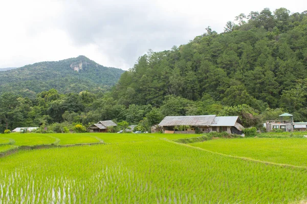 Hermosas Terrazas Arroz Verde Doi Inthanon Maeglangluang —  Fotos de Stock
