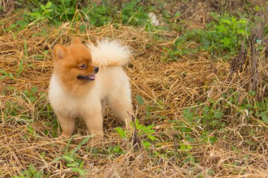Otların arasında Pomeranian, sevimli köpek evcil hayvanı
