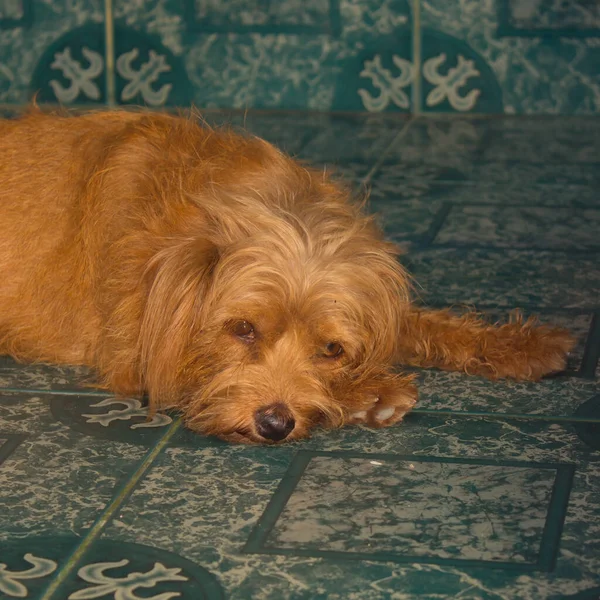 褐狗在地板上的宠物 — 图库照片