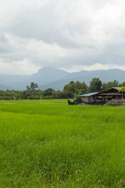 Campo Arroz Verde Con Doi Hua Sie Chomthong Chiangmai —  Fotos de Stock