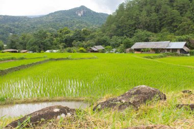 güzel yeşil pirinç terasları doi Inthanon, maeglangluang içinde 