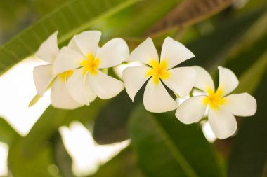 Beyaz Plumeria çiçek doğa