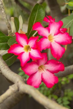 Pembe Çöl Gülü çiçeği, Adenyum obesum