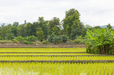 yeşil pirinç tarlası ve babana bahçesi