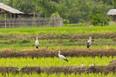 Open-billed stork in rice field