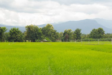 Tayland 'da yeşil pirinç tarlası