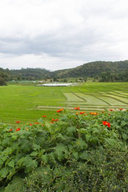 Yeşil Pirinç Teraslı Kırmızı Yıldız Çiçeği 