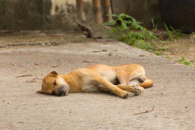 Tayland kahvesi sokak köpeği uyur.