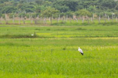 Open-billed stork in rice field