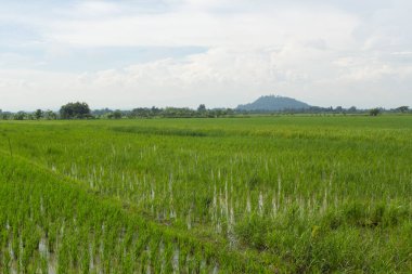 Tayland 'da yeşil pirinç tarlası