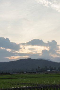 Tayland 'da yeşil pirinç tarlası