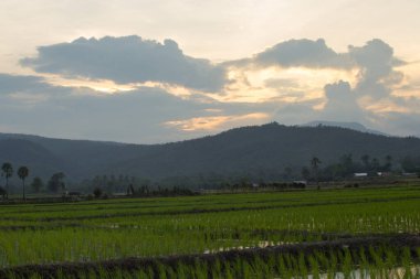 Dağlı yeşil pirinç tarlası