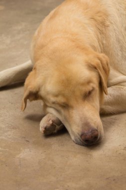 Taylandlı beyaz sokak köpeği uyuyor.