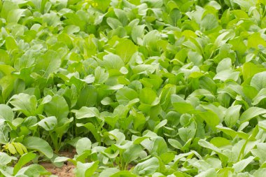 Bahçede yeşil marul