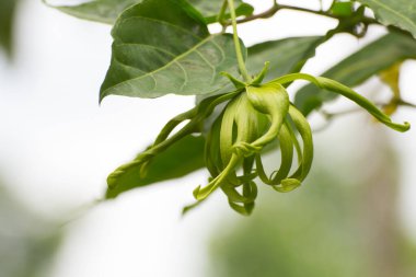 Ylang-ylang çiçeği, Parfüm ağacı, ka dang nga