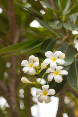Beyaz Plumeria çiçek doğa