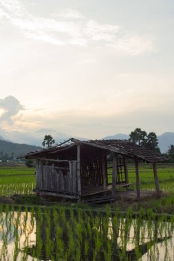 Yeşil pirinç tarlasında eski bir kulübe