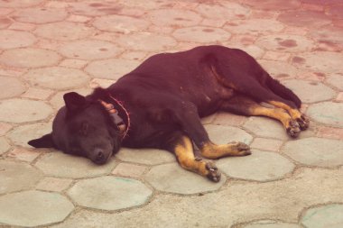 Tay siyah sokak köpeği