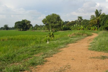 Gökyüzü ile yol ve yeşil pirinç tarlası