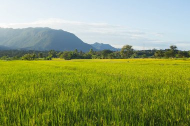 Yeşil pirinç tarlasında doi luang, chiangdoa chiangmai