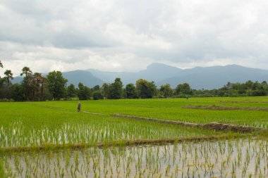 Taylandlı çiftçi yeşil pirinç tarlasında Doi hua sie Chiangmai Thai ile