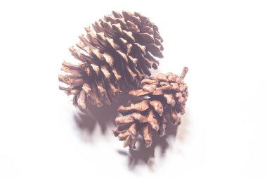 Beyaz arka planda izole edilmiş çam kozalakları