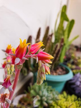 Flores exotica, Flores echeverias suculentas, Flores tropicais. 