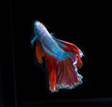 Renkli betta balığı, Siyam savaşan balık kara arka planda izole edilmiş. Renkli siyam balığının hareketli anını yakalayın Kesme yolu ile dövüşen.