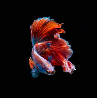 Renkli betta balığı, Siyam savaşan balık kara arka planda izole edilmiş. Renkli siyam balığının hareketli anını yakalayın Kesme yolu ile dövüşen.