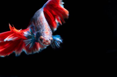 Renkli betta balığı, Siyam savaşan balık kara arka planda izole edilmiş. Renkli siyam balığının hareketli anını yakalayın Kesme yolu ile dövüşen.