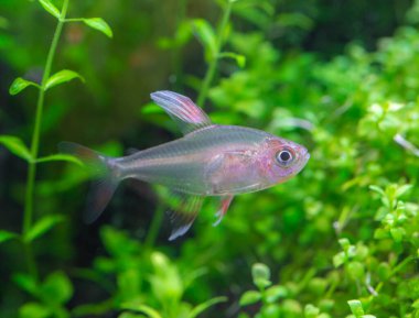 Beyaz yüzgeçli tetra (Hyphessobrycon eşittir) yeşil ağaç arka planındaki bir akvaryumda